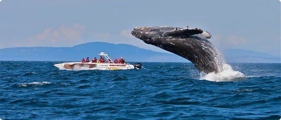 Avistamiento de ballenas en Australia